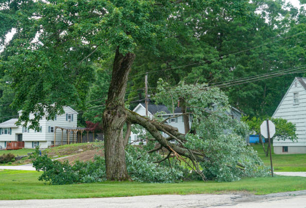 Best Leaf Removal  in Edgerton, WI